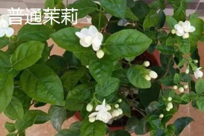 重瓣茉莉与普通茉莉有什么区别,前者属于马鞭草科、后者属于木犀科