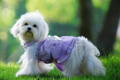 狗狗倒吸气是怎么回事,可能是异物刺激或者气味刺激导致的