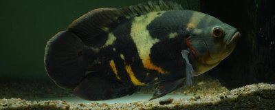 养地图鱼要不要放盐，是淡水鱼最好不要放盐