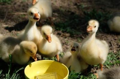 一个月的鹅一天喂几顿，一天喂4-5顿比较好