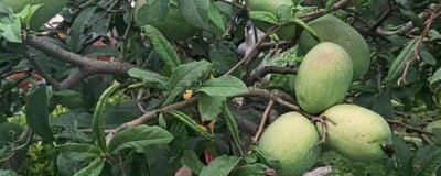 安徽省宣城市的特产,宣城茶叶深受消费者喜爱