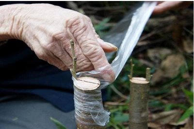 嫁接柿树的季节和方法,一般为夏季和秋季