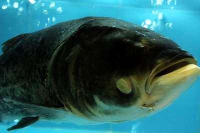 大头鱼如何进行高密度养殖,大规格鱼种的亩投放量要控制在100尾以内