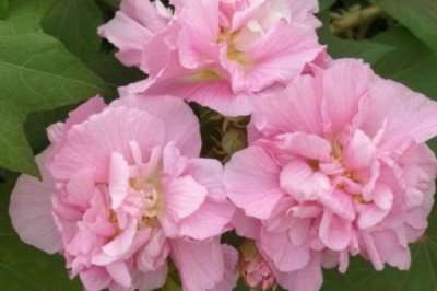 怎么修剪盆栽芙蓉花,可以在11月和3月份进行