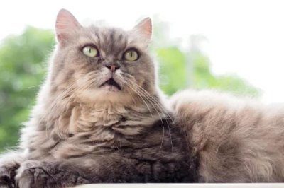 老龄猫咪怎么照顾,应该多放置猫砂盆并调整饮食