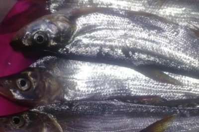 青梢鱼和翘嘴的区别，体型、体色和侧线均不同