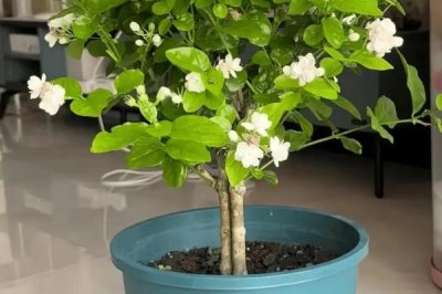 怎么养殖茉莉花，生长期间每天浇水2次