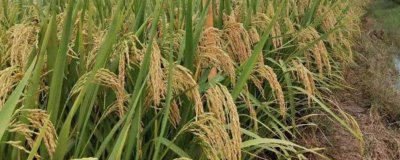 天育8号水稻种简介，叶瘟表现中抗