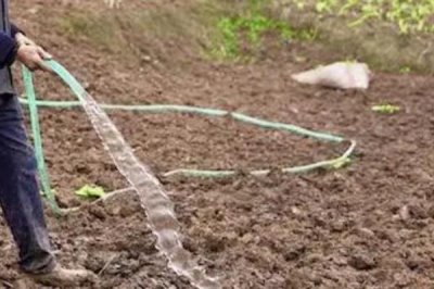 使用一年松土精后土壤的变化，土壤会变得更加松软