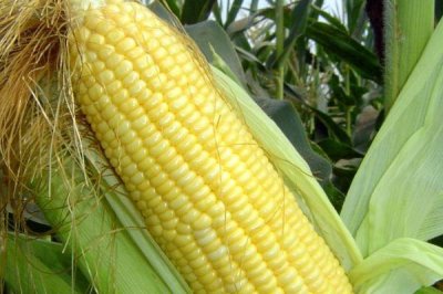 天成彩甜糯玉米种子特点