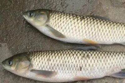草鱼是不是鲫鱼,二者都是淡水鱼但品种不同