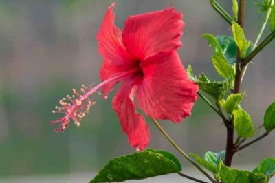 扶桑花怎么繁殖，可采取播种、嫁接、扦插等方法