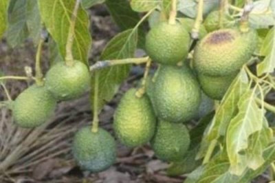 牛油果常见的病害及防治方法，常见病害有斑点病、小穴壳果腐病等