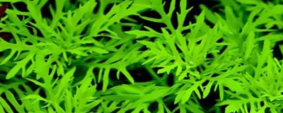 水罗兰水草好不好养,适合新手养殖