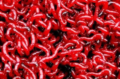 红虫简易挂钩方法，直接穿挂在鱼钩上即可