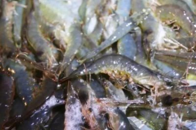 对虾的品种，常见品种有中国对虾、斑节对虾和日本对虾等