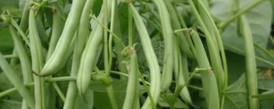 无架四季豆的种植季节,一般为2-4月份、8-9月份