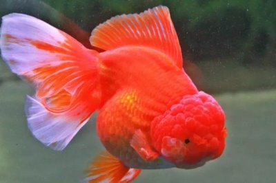 怎么治疗金鱼肠炎病,是细菌感染肠道引发的肠炎