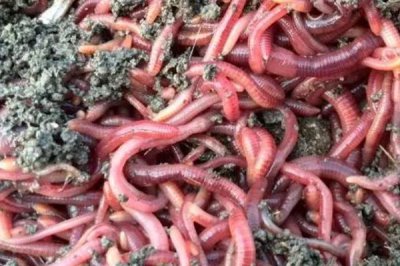 红蚯蚓的优点，用来钓鱼非常适合