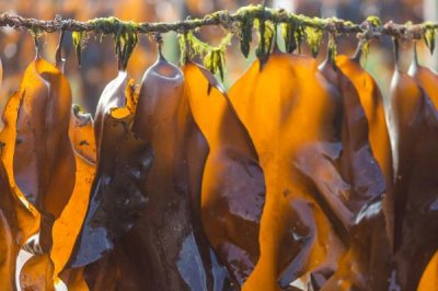 福建海带产地,是福建市的霞浦县