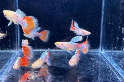 孔雀鱼的氧气要求，密度比较高则需要打开氧气