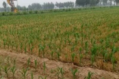 夏玉米黄苗的主要原因，缺锌、钾、氮、铁、铜、镁等均可能导致