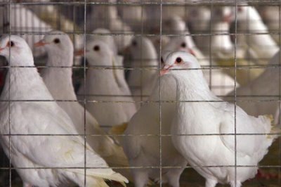 种鸽培育的注意事项,这四点需掌握