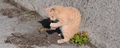 猫咪为什么喜欢抓蟑螂,昆虫对猫咪有着天然的诱惑力