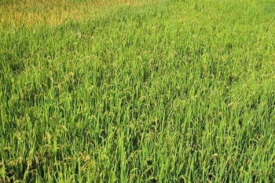 龙垦290水稻种子介绍，防治稻瘟病的同时防治纹枯病