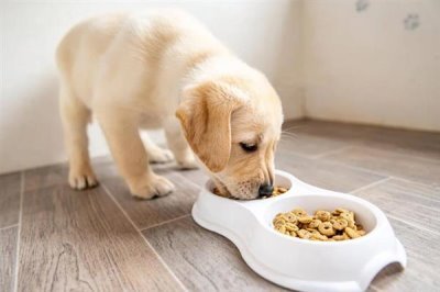 狗狗食欲不振的原因，可能是生病了