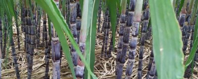 水果甘蔗怎么管理,每年要培土3-4次