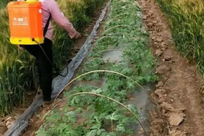 怎么防治西瓜细菌性角斑病,播种前可用温水浸种杀菌