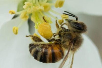 蜜蜂授粉相较于人工授粉的优缺点,蜜蜂授粉效率相较于人工授粉要更高