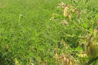 黄芪的管理方法,幼苗期至少要间苗2次