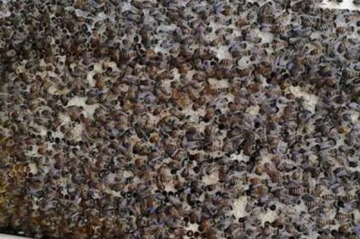 中蜂如何强群，介绍这十种方法及操作技巧