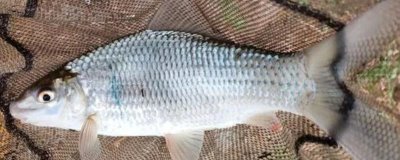 怎么钓鲮鱼,台钓法是常用的钓法