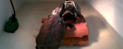 草龟互咬怎么办,可更换容器或分开饲养