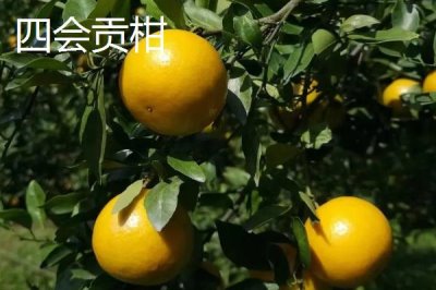 广东省四会市的特产,四会玉器闻名遐迩