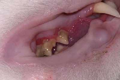 为什么猫咪会有脚臭,可能是脚毛太长容易吸收汗液所致