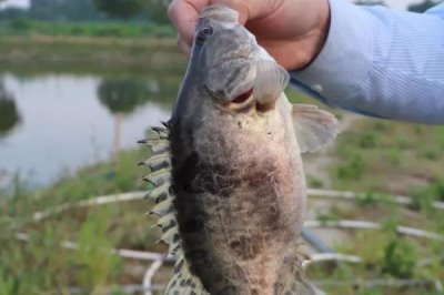 我国最贵的十大淡水鱼，前三分别为云南裂腹鱼、长江刀鱼、鳇鱼