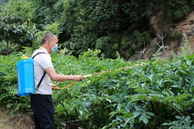 魔芋如何种植，用种芋播种是最常用