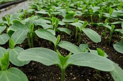 怎样种茄子才能高产,最好在5-6月份进行种植