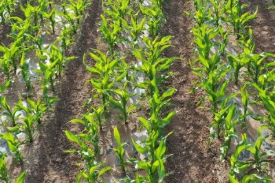 顺新1号玉米种子介绍,中抗穗腐病