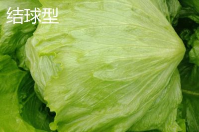 生菜的品种，分为散叶型、半结球型和结球形