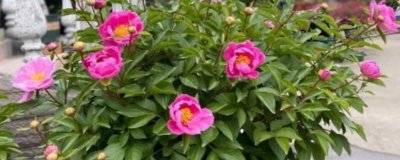 秋天芍药花要不要施肥，秋天芍药花需要施肥