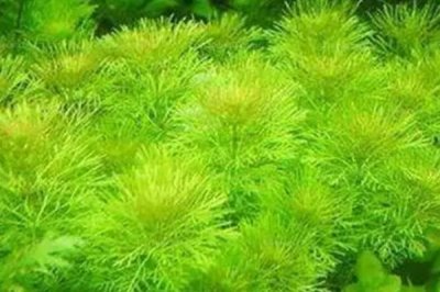 养孔雀鱼用什么水草,可选择阿根廷蜈蚣草、红柳、水芋等