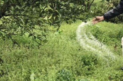 苹果水裂纹发生原因及防治方法,需对症下药