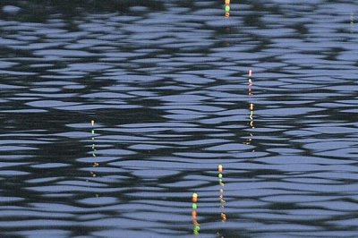 大肚漂中鱼后是什么漂相,主要有黑漂、顿口、移漂、送漂等