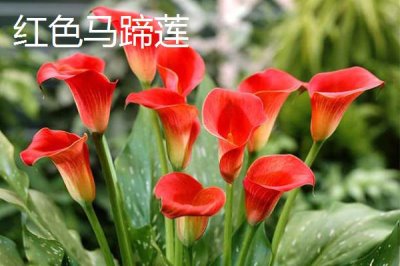家里不能养马蹄莲的原因，会污染环境且容易产生病害