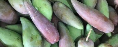 辣椒芒是贵妃芒吗，产量比较少但口感惊艳